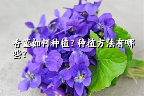 香堇如何种植？种植方法有哪些？