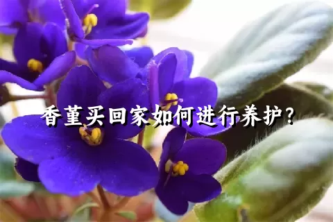 香堇买回家如何进行养护？