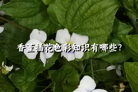 香堇插花色彩知识有哪些？