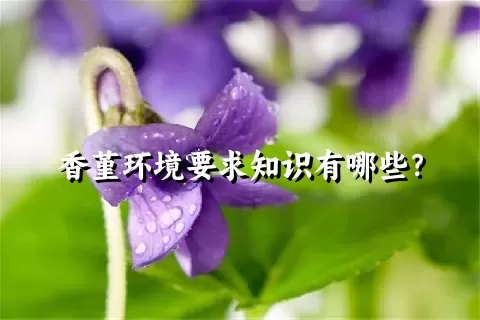 香堇环境要求知识有哪些？