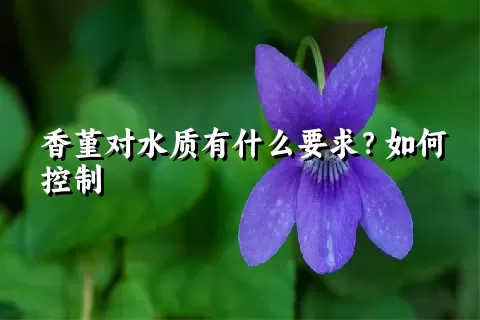 香堇对水质有什么要求？如何控制