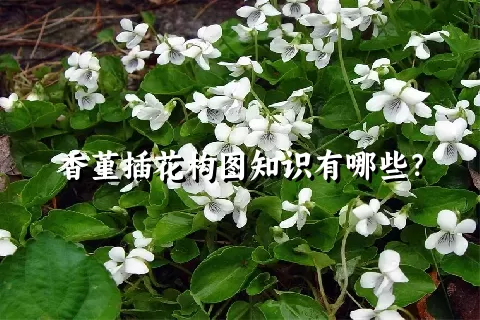 香堇插花构图知识有哪些？