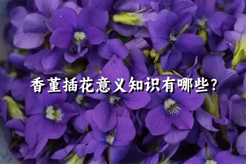 香堇插花意义知识有哪些？