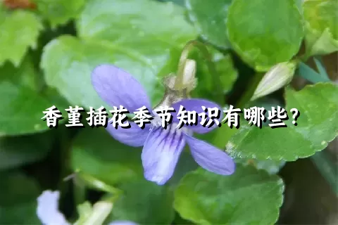 香堇插花季节知识有哪些？