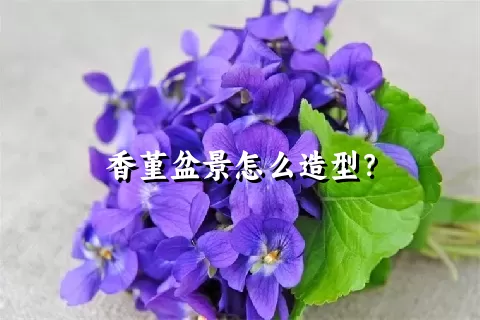 香堇盆景怎么造型？