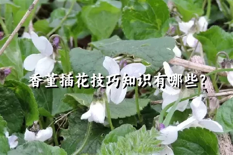 香堇插花技巧知识有哪些？