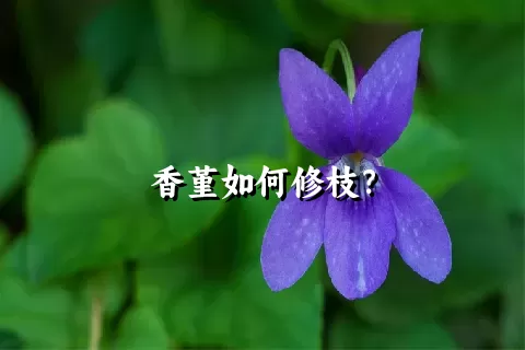 香堇如何修枝？