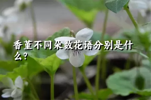 香堇不同朵数花语分别是什么？