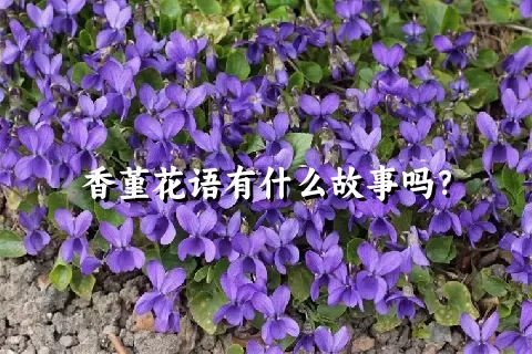 香堇花语有什么故事吗？