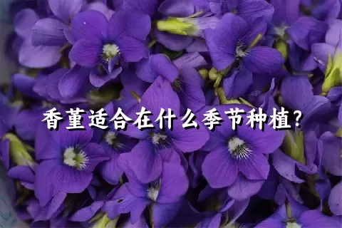 香堇适合在什么季节种植？