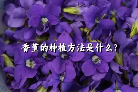 香堇的种植方法是什么？