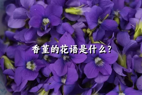 香堇的花语是什么？