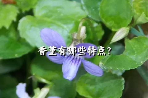 香堇有哪些特点？