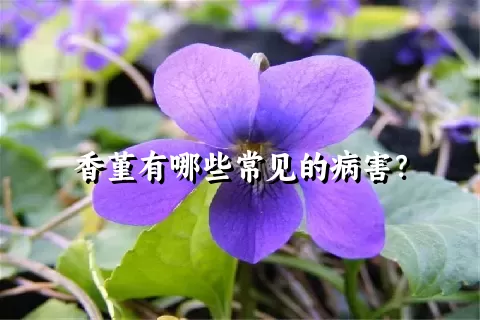 香堇有哪些常见的病害？