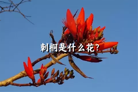 刺桐是什么花？