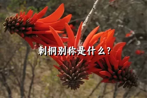 刺桐别称是什么？