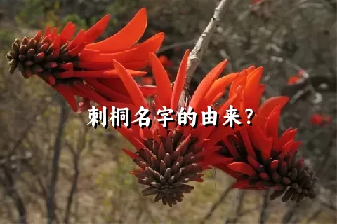 刺桐名字的由来？