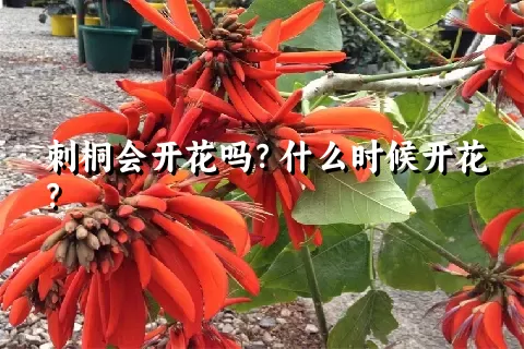 刺桐会开花吗？什么时候开花？