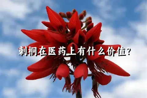 刺桐在医药上有什么价值？