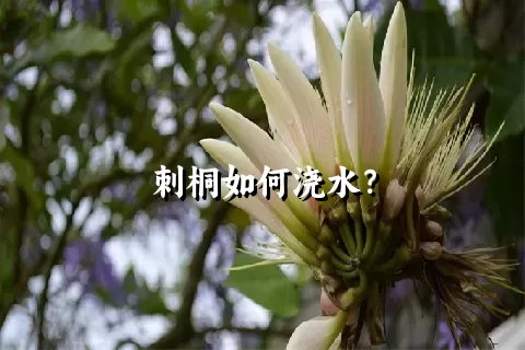 刺桐如何浇水？