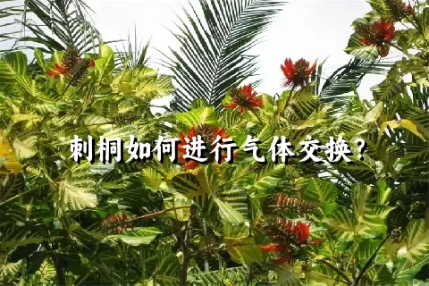 刺桐如何进行气体交换？