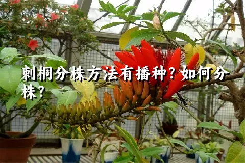 刺桐分株方法有播种？如何分株？