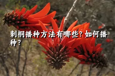 刺桐播种方法有哪些？如何播种？