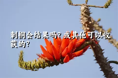 刺桐会结果吗？或其他可以收获的？