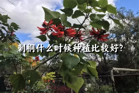 刺桐什么时候种植比较好？