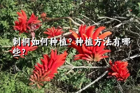 刺桐如何种植？种植方法有哪些？