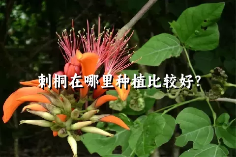 刺桐在哪里种植比较好？