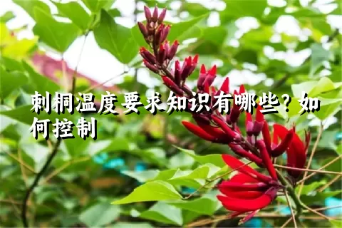 刺桐温度要求知识有哪些？如何控制