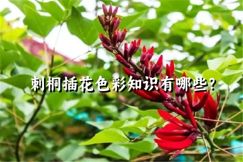 刺桐插花色彩知识有哪些？