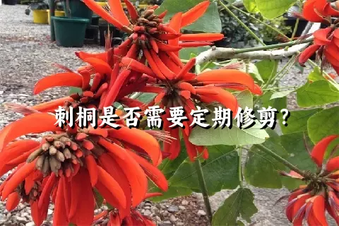 刺桐是否需要定期修剪？