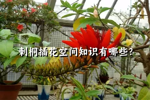 刺桐插花空间知识有哪些？