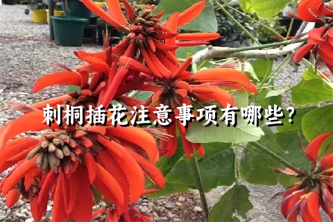 刺桐插花注意事项有哪些？