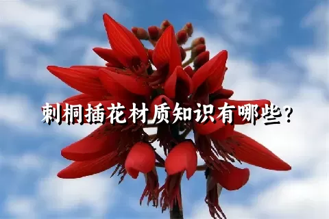 刺桐插花材质知识有哪些？