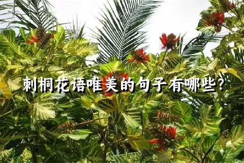 刺桐花语唯美的句子有哪些？