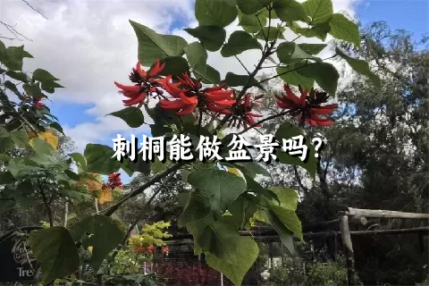 刺桐能做盆景吗？