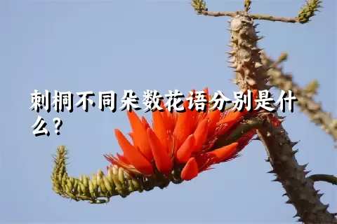 刺桐不同朵数花语分别是什么？