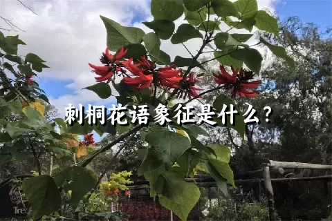 刺桐花语象征是什么？