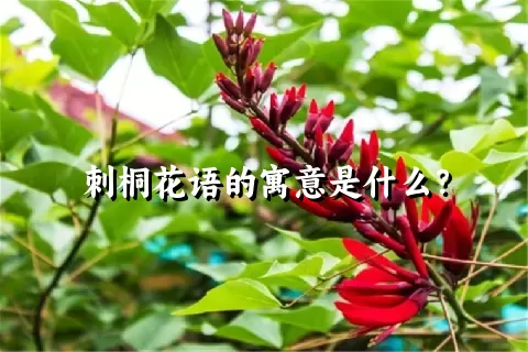 刺桐花语的寓意是什么？