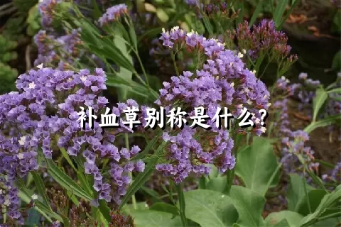 补血草别称是什么？