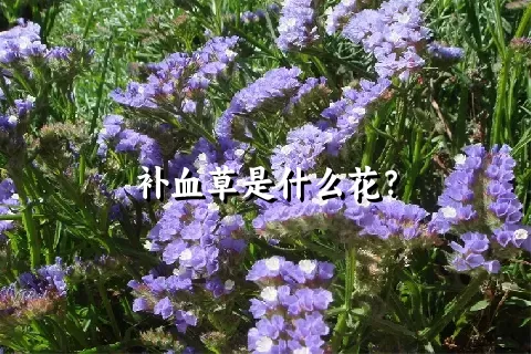 补血草是什么花？