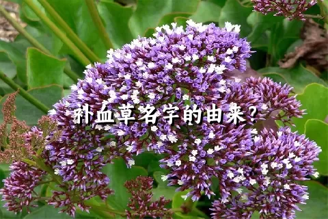 补血草名字的由来？