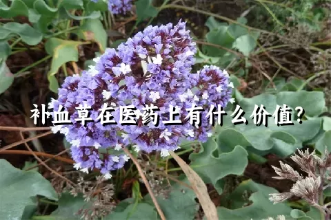 补血草在医药上有什么价值？