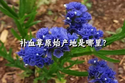 补血草原始产地是哪里？