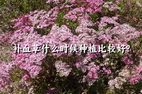 补血草什么时候种植比较好？