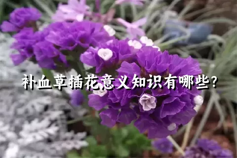 补血草插花意义知识有哪些？