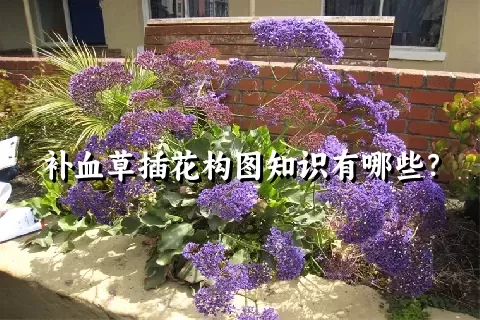 补血草插花构图知识有哪些？